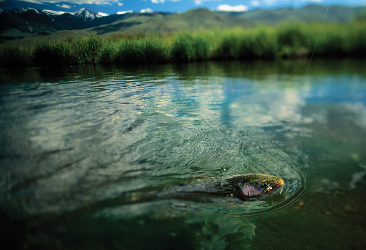 Sun Valley Fly Fishing Guide | Fish on hook Silver Creek Outfitters