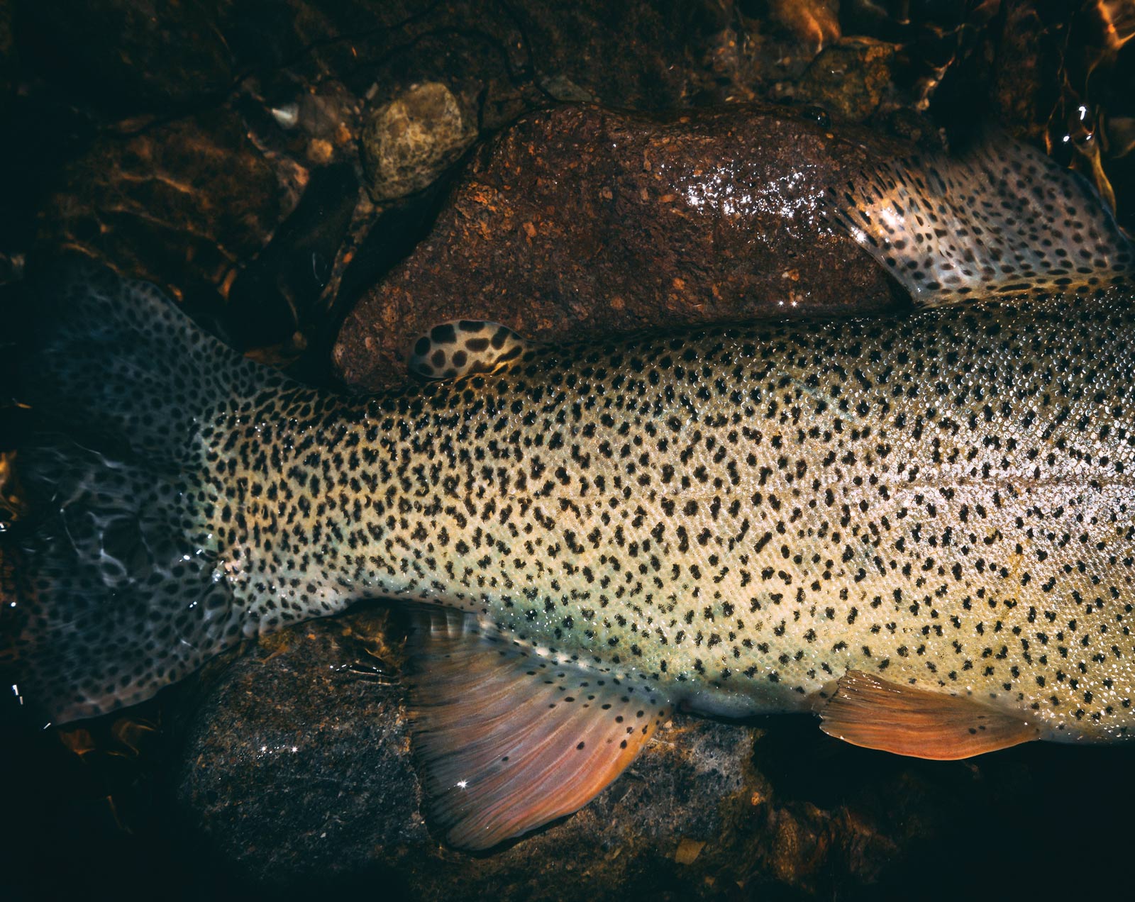 Fly Fishing Forecast<br/> July 17 – 24