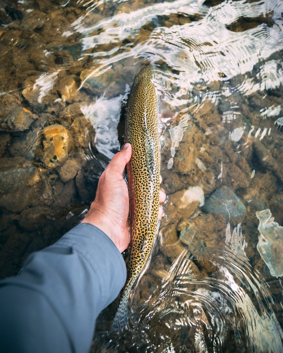 Fly Fishing Forecast | Fly Fishing Report | Sun Valley Idaho | Silver Creek Outfitters