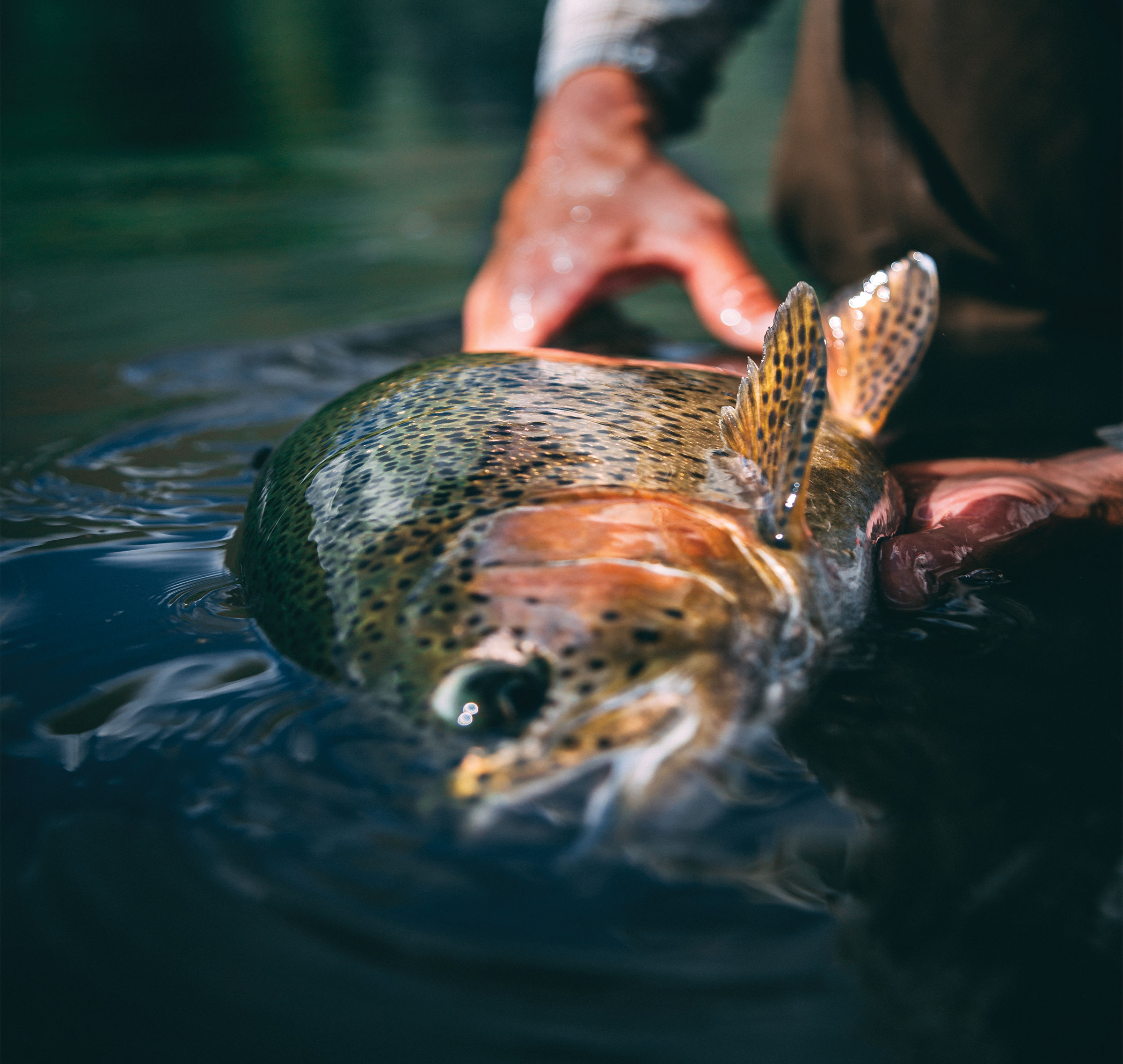 Fly Fishing Forecast<br/> August 14 – 21