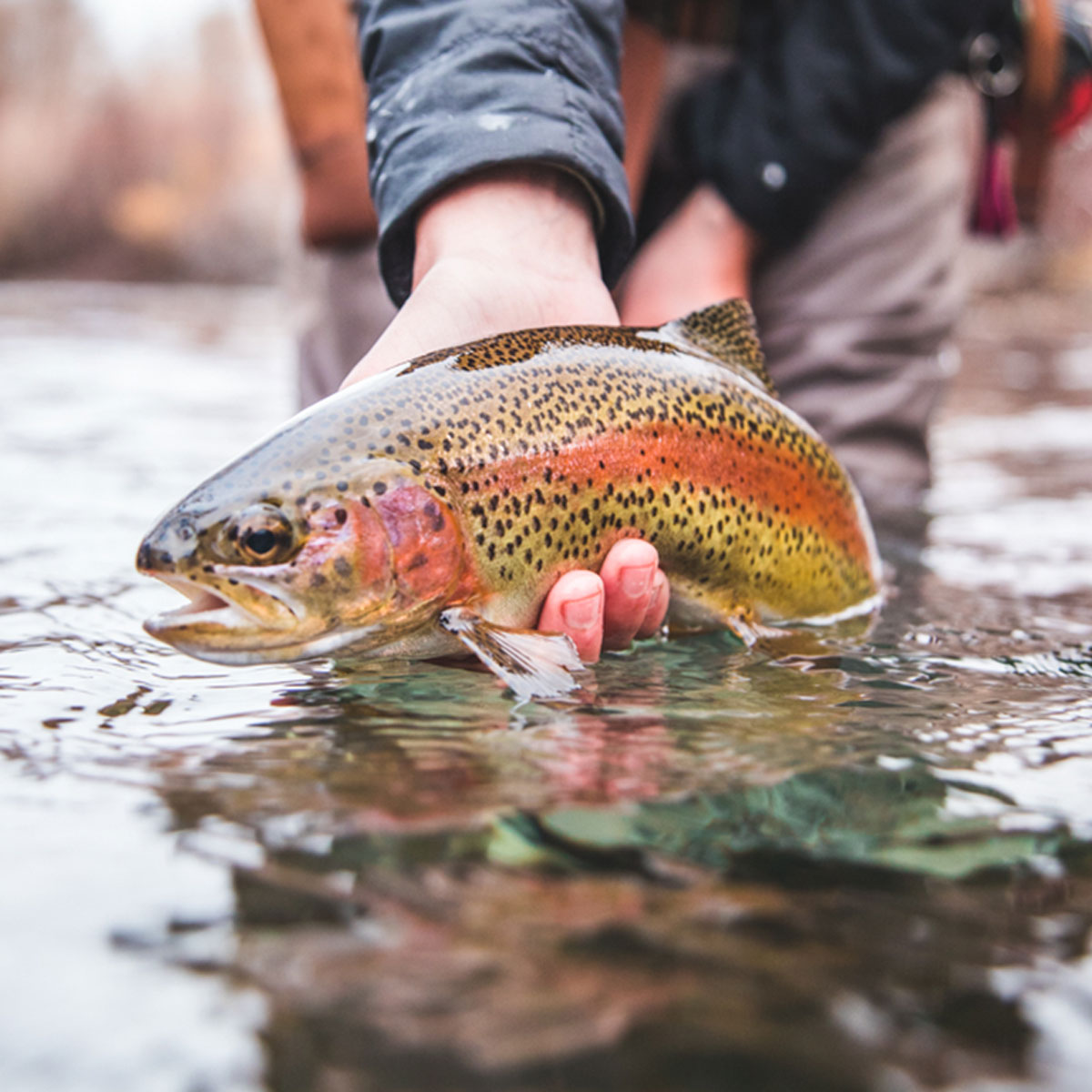 Fly Fishing Sun Valley | Silver Creek Outfitters