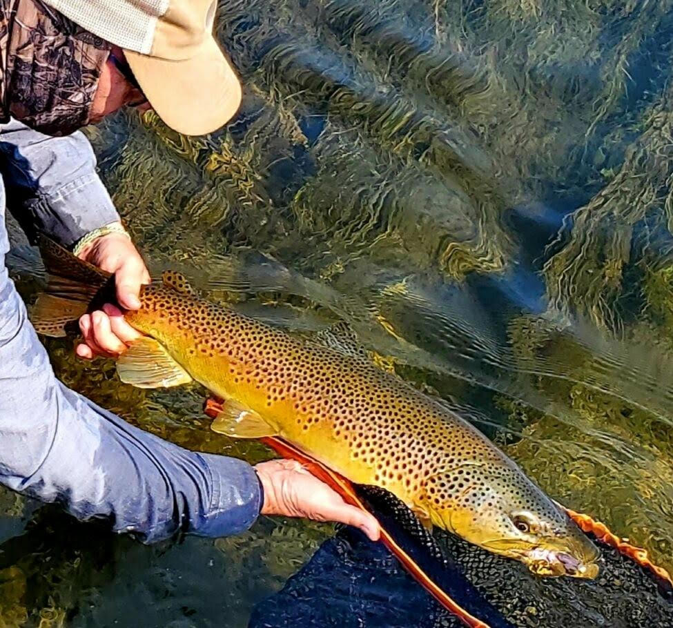 Fly Fishing Forecast | Silver Creek Outfitters