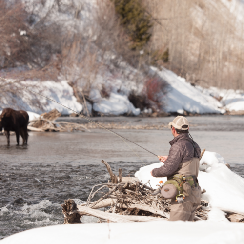 Angler fishing with moose in the background