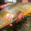 Angler | Trout | Silver Creek Outfitters | Sun Valley | Idaho