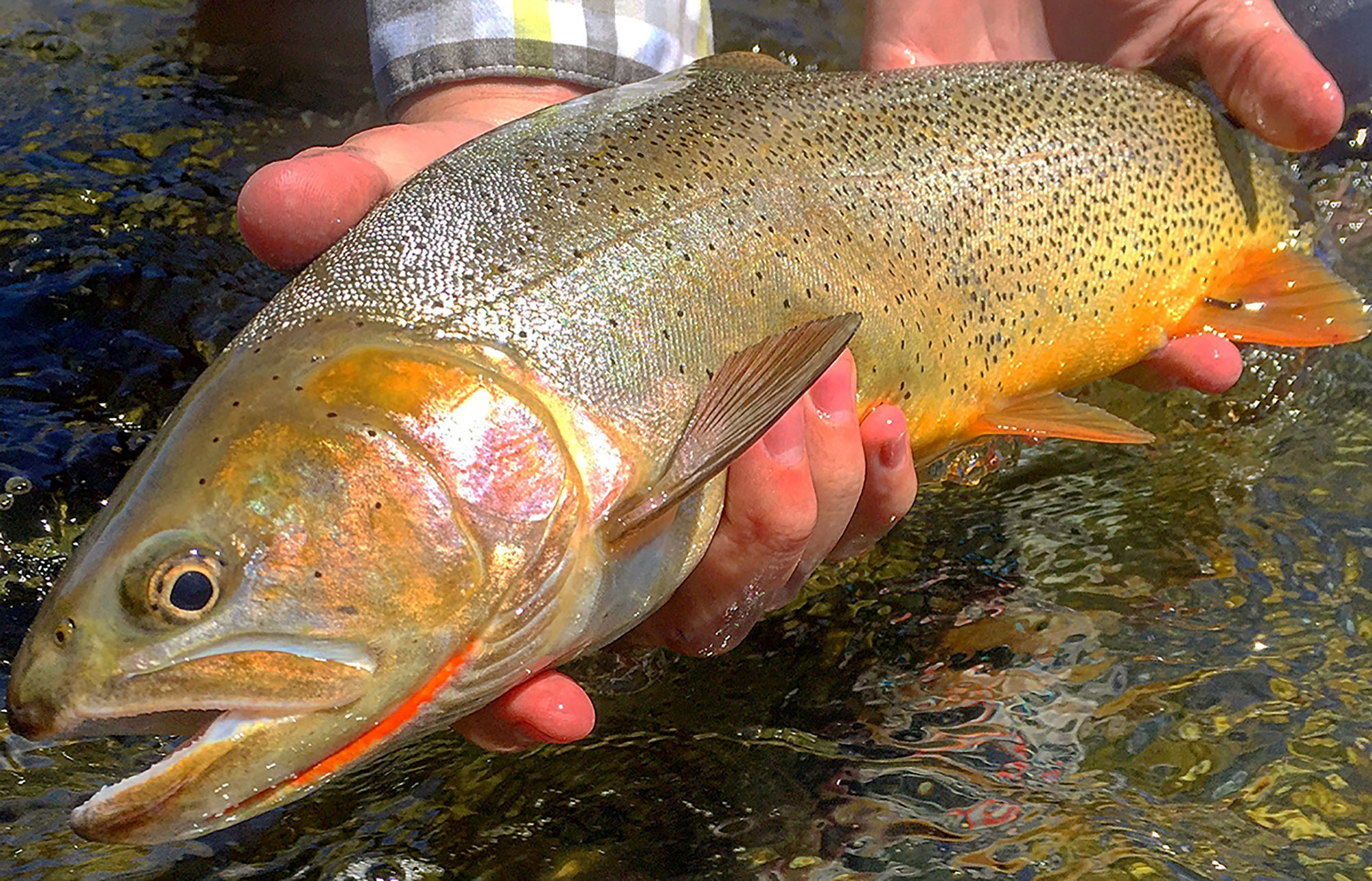 Angler | Trout | Silver Creek Outfitters | Sun Valley | Idaho