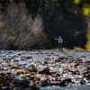 Angler up stream | Silver Creek Outfitters | Sun Valley | Idaho