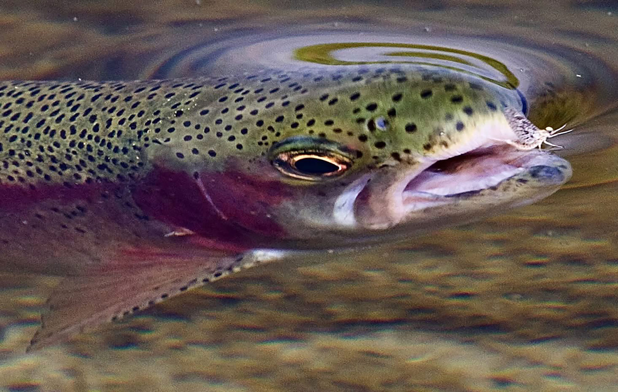 Fish Breaching the Water | Fish going after a Fly | Silver Creek Outfitters | Ketchum | Sun Valley | Hailey | Idaho