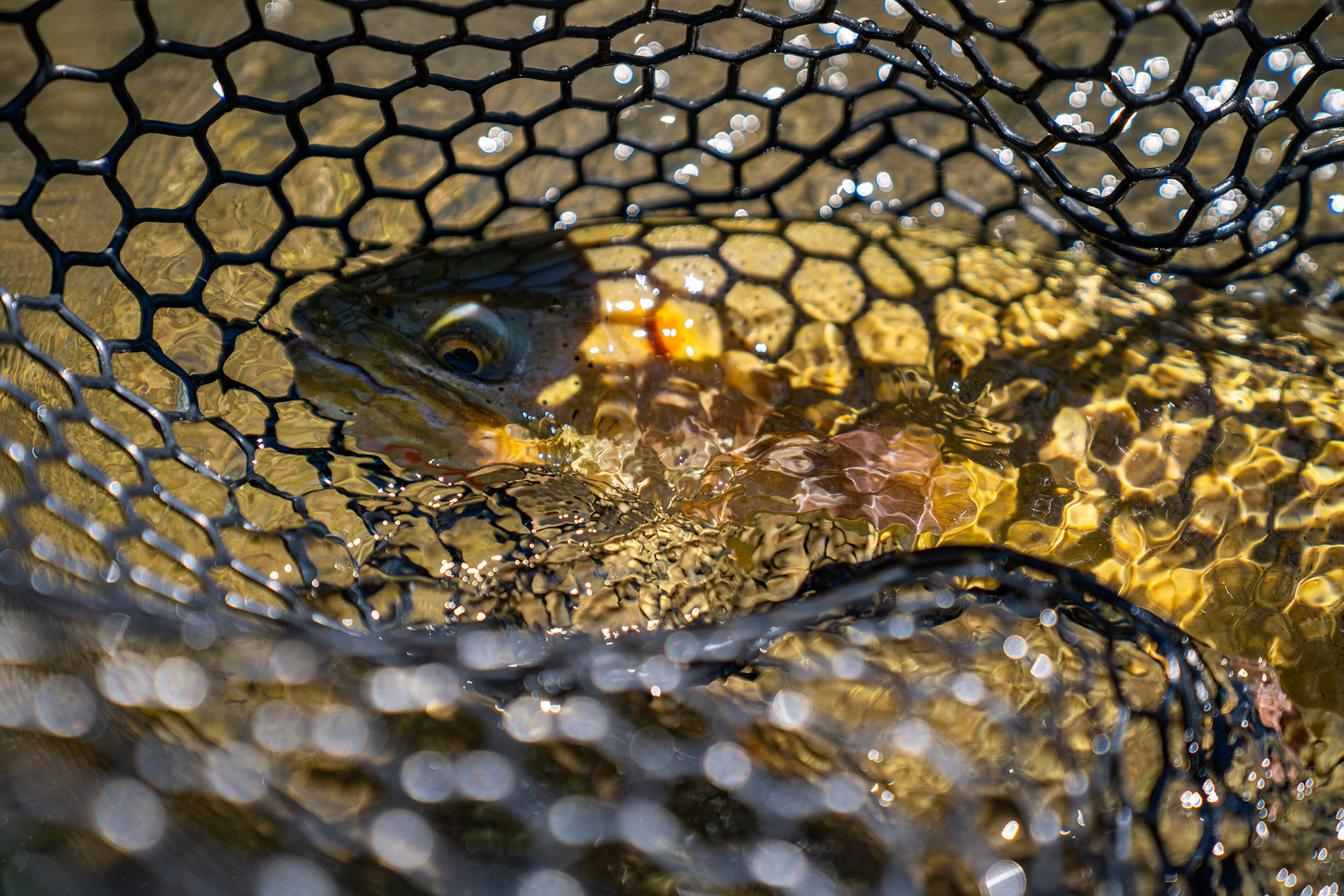 Silver Creek Outfitters | Sun Valley | Ketchum | Idaho