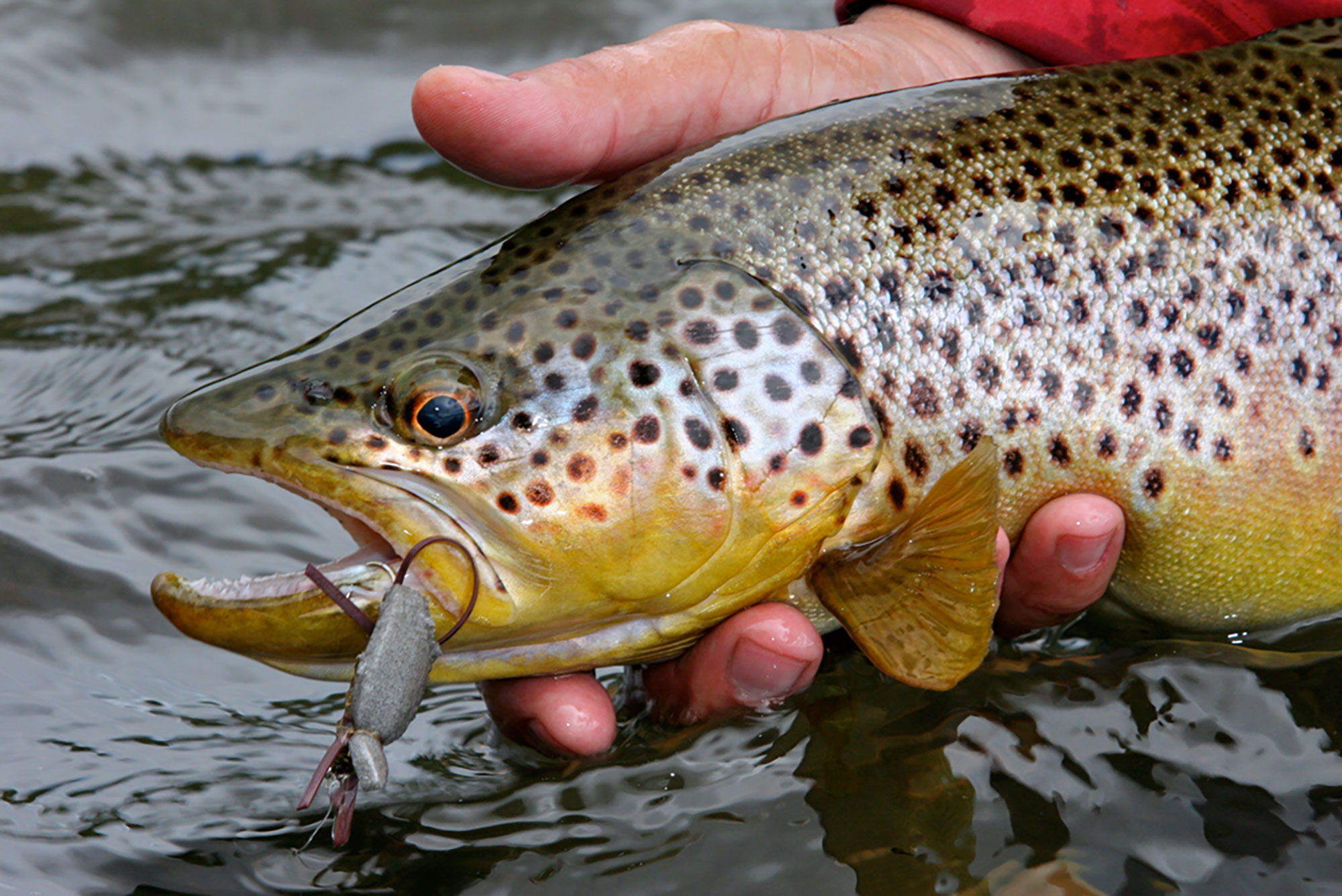 Sun Valley Area Fly Fishing Forecast<br/> December 10 – 24