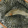 A freshly caught fish lies in a black mesh fishing net with a wooden frame, partially submerged in the clear waters of Sun Valley Idaho—an ideal scene for any Fly Fishing Idaho adventure. Bubbles and rocks are visible beneath the water’s surface.