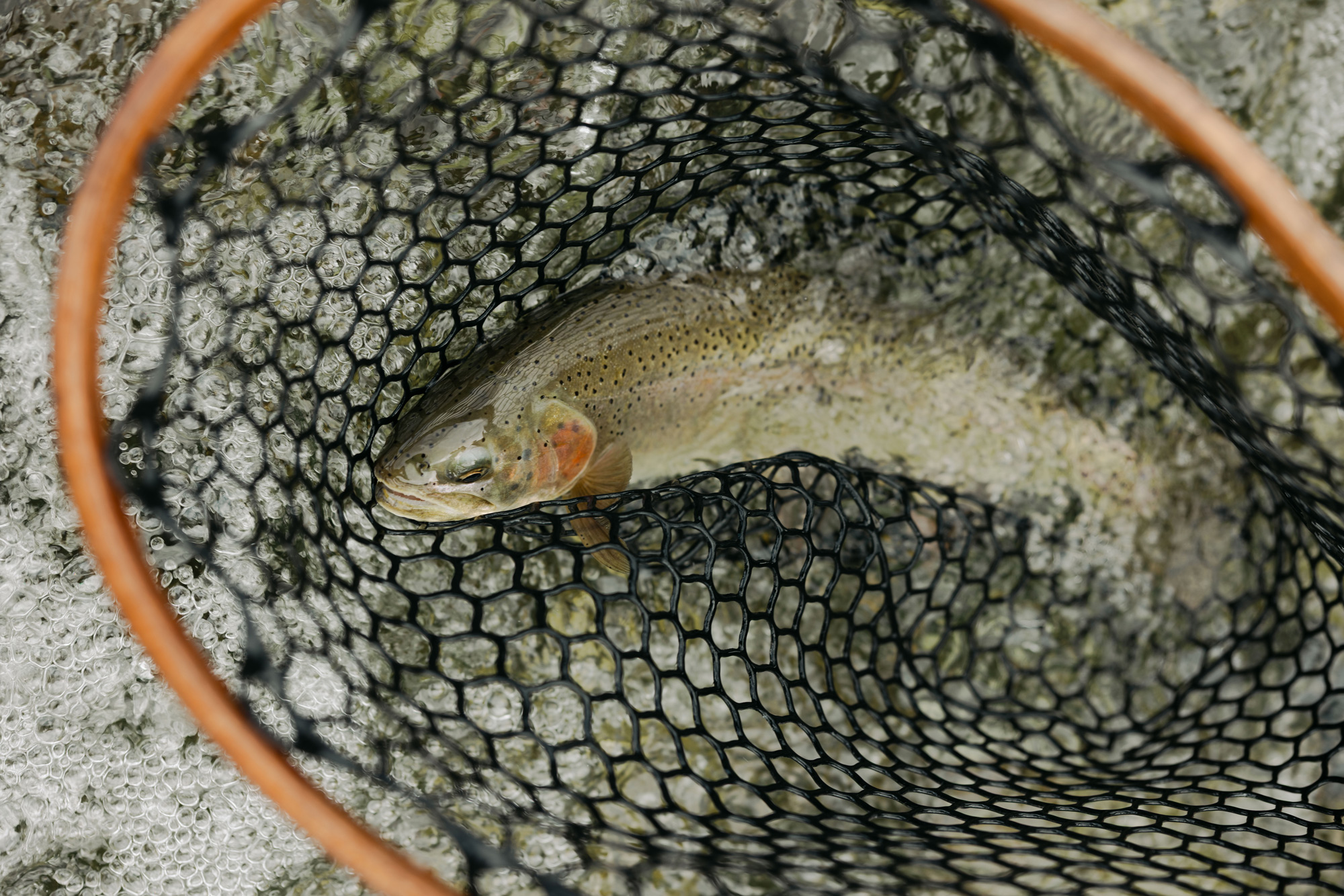 A freshly caught fish lies in a black mesh fishing net with a wooden frame, partially submerged in the clear waters of Sun Valley Idaho—an ideal scene for any Fly Fishing Idaho adventure. Bubbles and rocks are visible beneath the water’s surface.