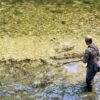 A person wearing waders and camouflage gear stands in a clear, shallow stream, holding a fishing net and looking into the water. The sunlight highlights the rocks and ripples beneath the surface—a scene that perfectly captures the essence of Fly Fishing Idaho during the Fly Fishing Forecast July 8-15 | Sun Valley Idaho.