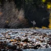 A person stands in a rocky river fly fishing, surrounded by autumn trees with colorful leaves under a clear sky. This picturesque scene captures the essence of Sun Valley Fly Fishing, where anglers often experience serene moments amidst Idaho’s natural beauty.