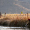A person in a red hat stands in tall grass by a river, holding a fishing rod with a fish on the line—perfectly capturing the spirit of Fly Fishing Idaho. In the background, mountains rise under soft sunlight, setting an idyllic scene that echoes the excitement of any Fly Fishing Forecast for Sun Valley Idaho.