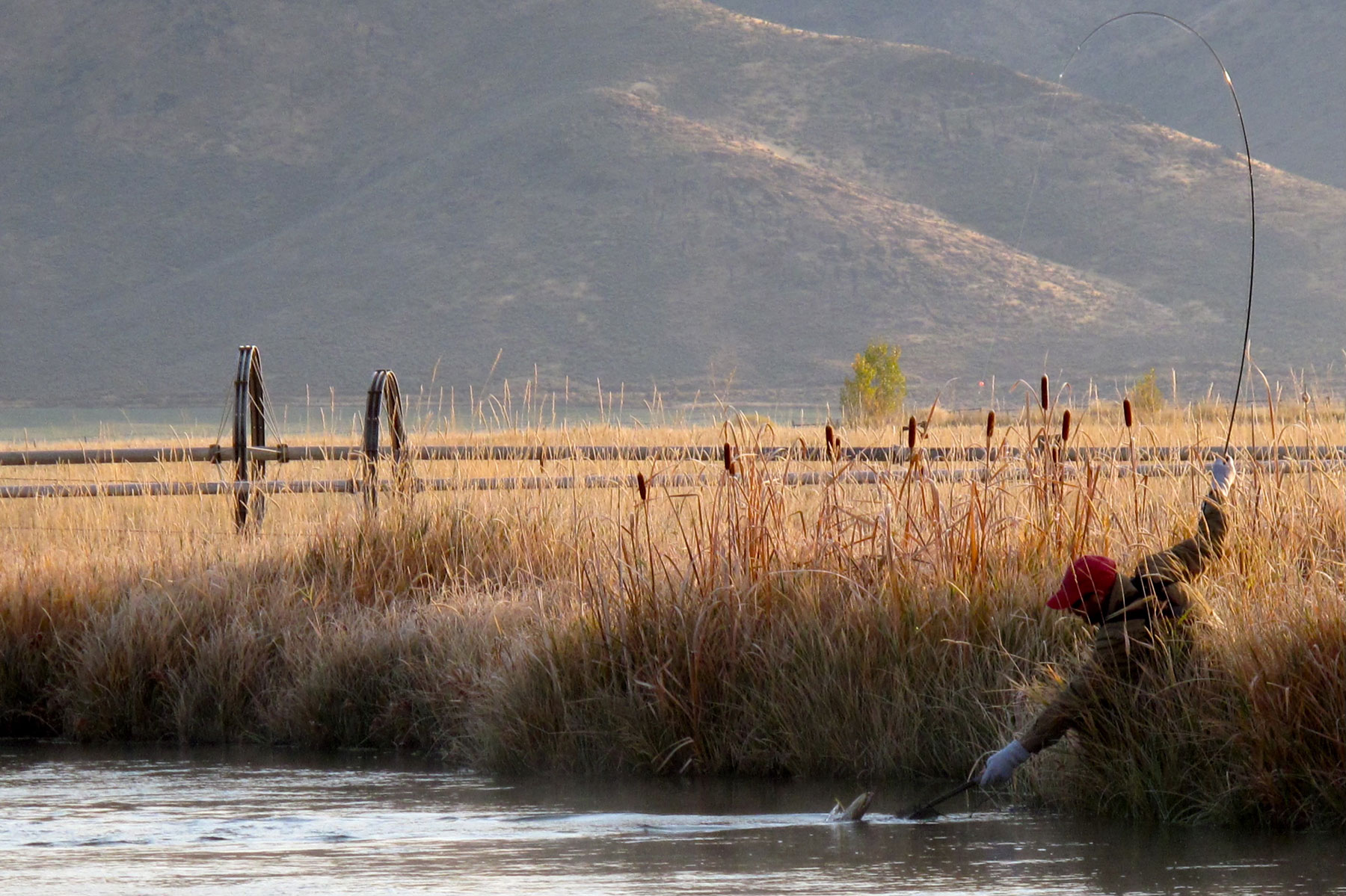 A person in a red hat stands in tall grass by a river, holding a fishing rod with a fish on the line—perfectly capturing the spirit of Fly Fishing Idaho. In the background, mountains rise under soft sunlight, setting an idyllic scene that echoes the excitement of any Fly Fishing Forecast for Sun Valley Idaho.