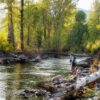 A person stands on rocks by a calm river in a forest, fly fishing with a rod—a peaceful scene reminiscent of winter fly fishing Idaho adventures. Sunlight filters through tall green trees while logs and branches lie along the water’s edge, capturing the quiet beauty often found near Sun Valley fly fishing streams.
