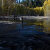 A person fly fishing in a Sun Valley river surrounded by autumn trees during the late September forecast. Silver Creek Outfitters Sun Valley Idaho