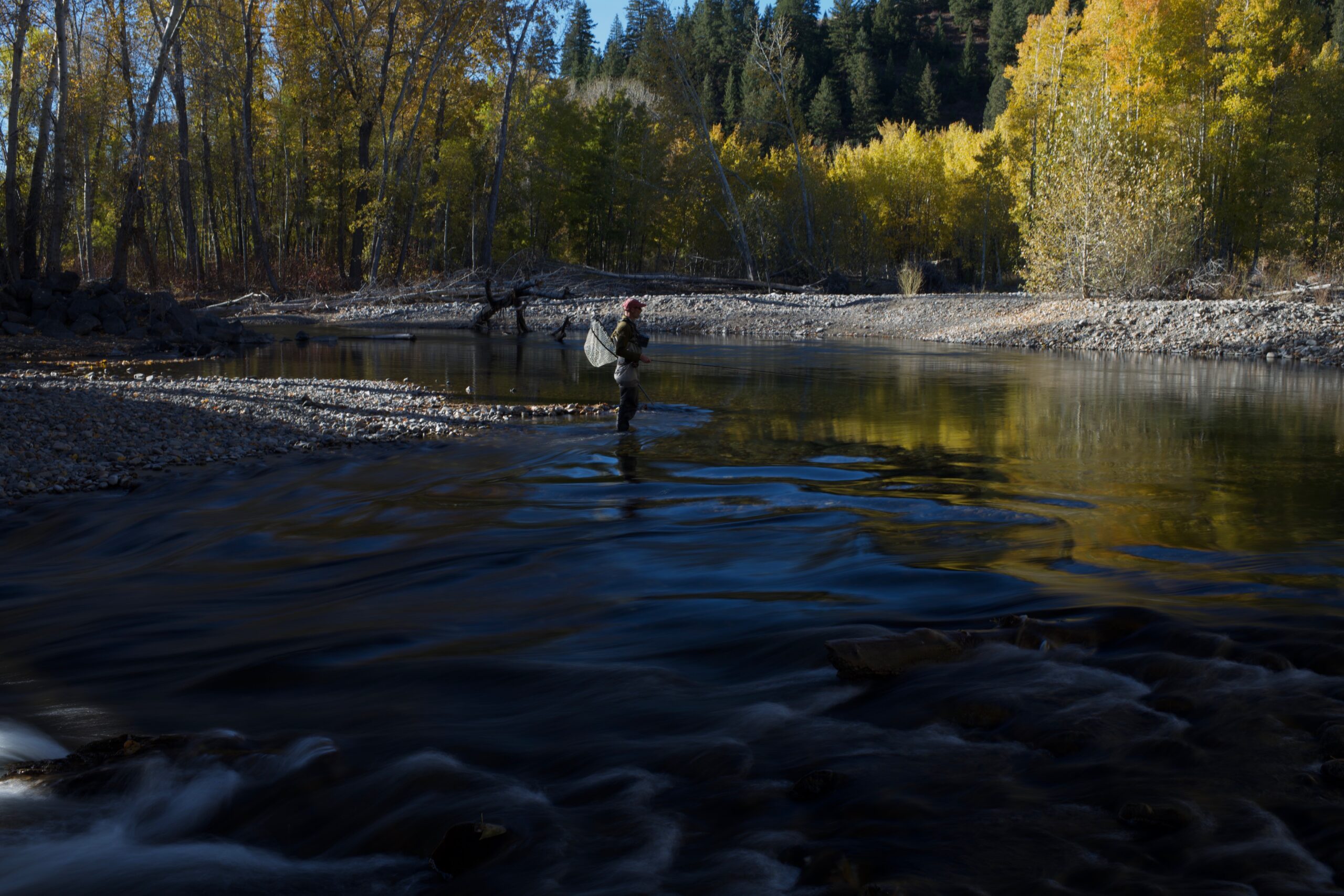 A person fly fishing in a Sun Valley river surrounded by autumn trees during the late September forecast. Silver Creek Outfitters Sun Valley Idaho