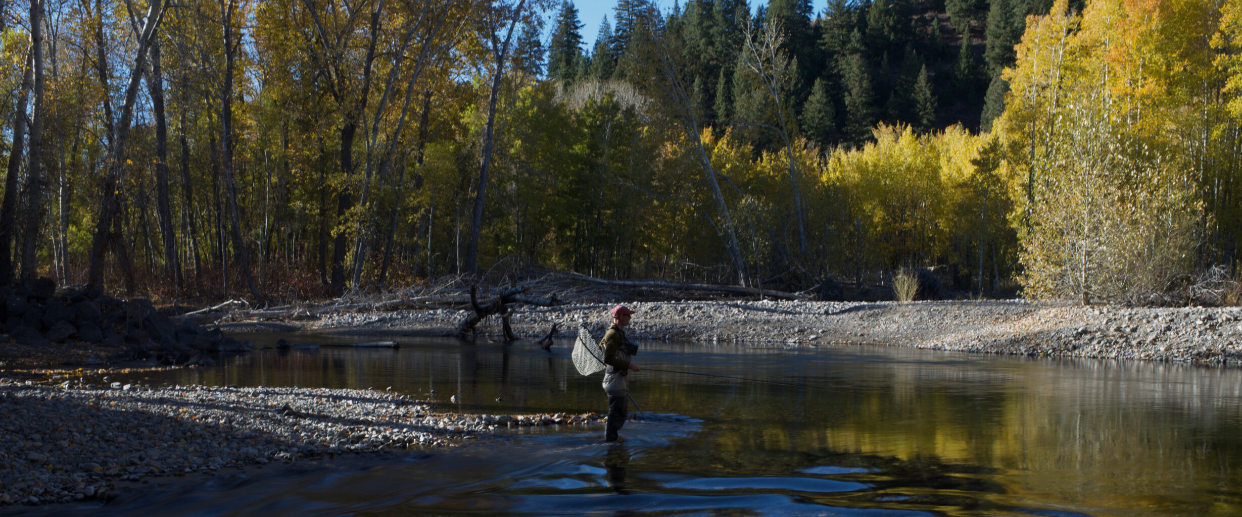 A fly fisherman stands in a river surrounded by autumn trees during the Sun Valley fly fishing season.